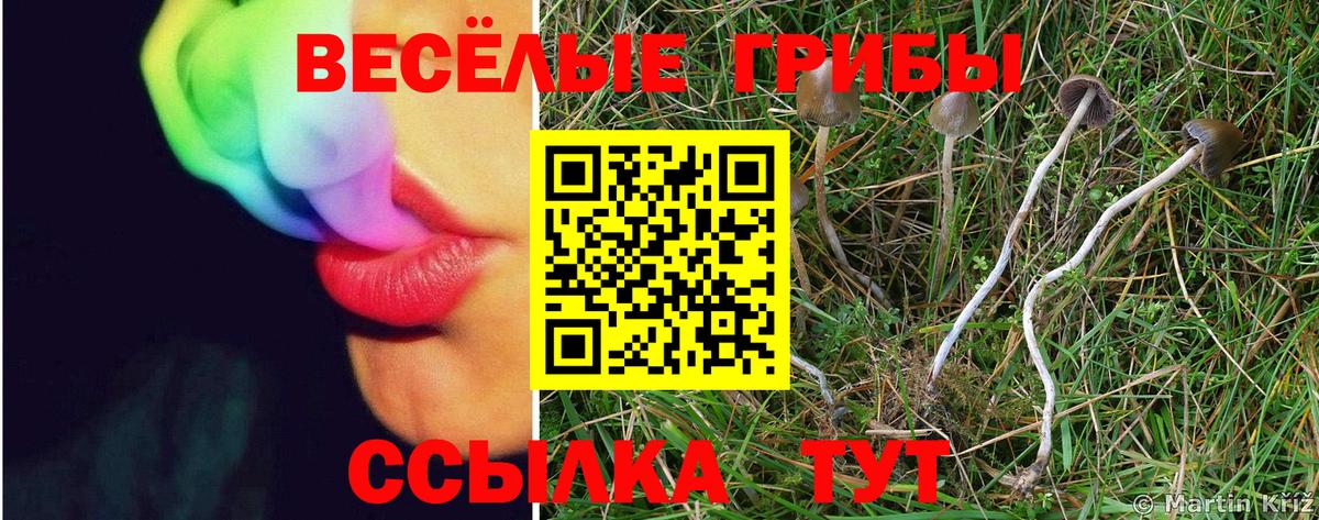 Псилоцибиновые грибы GOLDEN TEACHER  Вход с VPN  Камышлов 